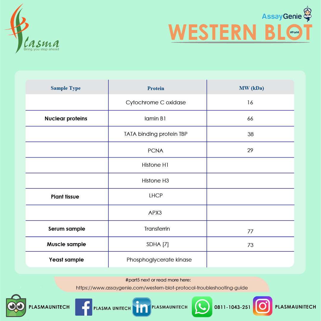 What is Western Blot? #Part4.1